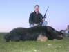 Hogs